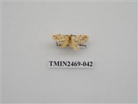 藏品(梯紋豔苔蛾)的圖片